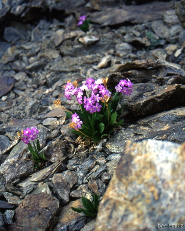 157_Advanced Bc Primula As the snow melted away life unexpectedly turns up at the foot of the mountain (5250 m)!
Hundreds of these beautiful tiny (10-15 cm) flowers pop up within a week when the sun hits the soil.