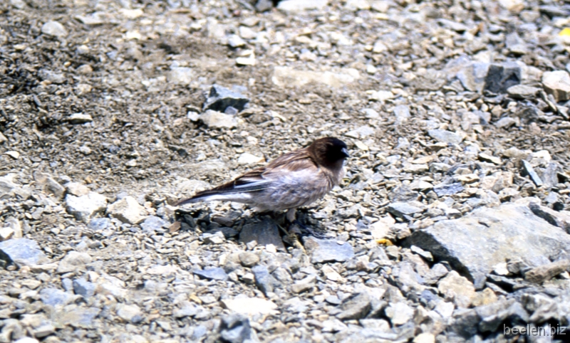 172_Camp 1 Bird Unexpected wildlife at camp 1!!
Unidentified finch-like species here, very shy.