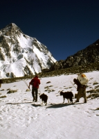 113_Concordia-Basecamp K2 Trail The goats had to be supported going up. They seemed exhausted, maybe even suffering from altitude sickness.
The poor animals didn't know they were only serving as fresh meat source.